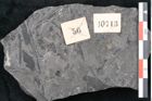 Foto (Detailansicht) von Odontopteris minor Brongniart (NHMW-GEO-2024-0188-10713)